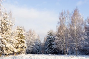 Winter forest